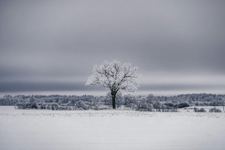 Ein Baum in einer Winterlandschaft