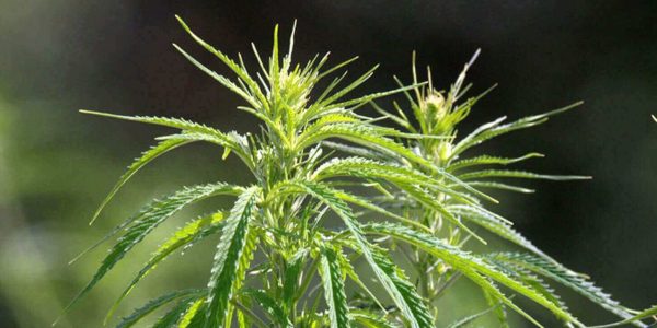 CBD - Cannabidiol, medizinischer Wirkstoff der Hanfpflanze