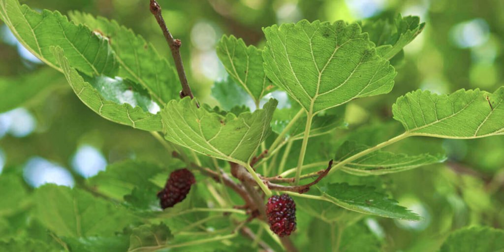 Morus alba, Maulbeerbaum, 1-Deoxynojirimycin (DNJ), natürlich gegen Diabetes Typ 2