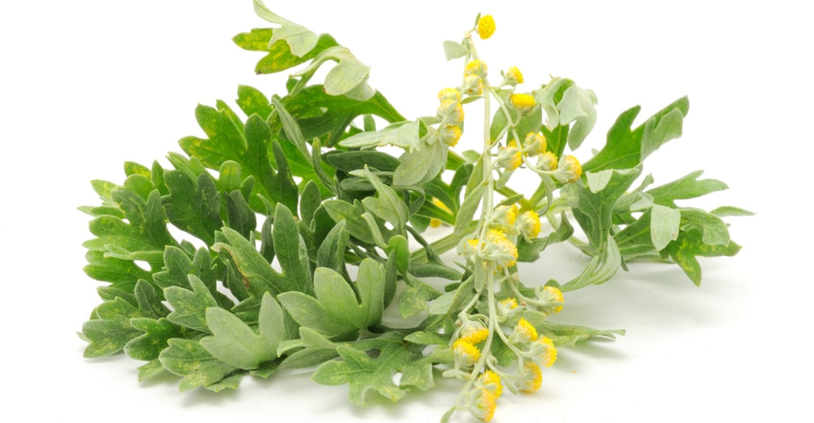 Artemisia Mini Bio zeigt frische grüne Wermutblätter mit winzigen gelben Blüten vor einem weißen Hintergrund.
